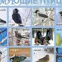 Птицы Ленинградской Области Зимой