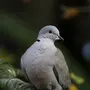Птица Горлица