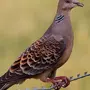 Птица горлица