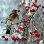Птицы Зимой