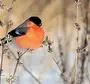 Зимующие Птицы Самарской Области