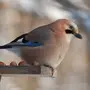 Зимующие птицы самарской области