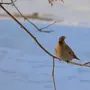 Зимующие птицы самарской области