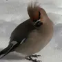 Птицы Урала Зимой С Названиями