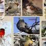 Птицы урала зимой с названиями