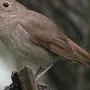 Птица соловей