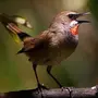 Птица соловей