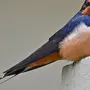 Картинки птица ласточка