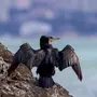 Картинки птица баклан