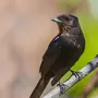 Птицы башкирии с названиями