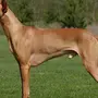 Фараонова собака