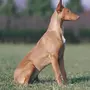 Фараонова Собака