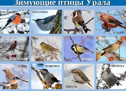 Птицы свердловской области и название