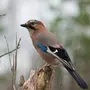 Птицы калининградской области с названиями
