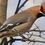 Птицы калининградской области с названиями