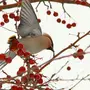 Птицы зимующие в башкирии и названия
