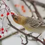 Птицы Зимующие В Башкирии И Названия