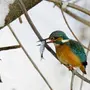 Птицы Зимующие В Башкирии И Названия