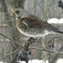 Птицы зимующие в башкирии и названия