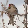 Зимующие птицы алтайского края