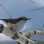 Зимующие Птицы Алтайского Края