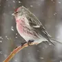 Зимующие Птицы Алтайского Края