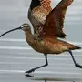 Птица кроншнеп