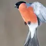 Зимующие Птицы Удмуртии