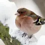Зимующие птицы удмуртии