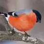 Зимующие Птицы Удмуртии