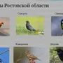 Птицы ростовской области
