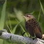 Птицы ростовской области