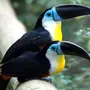 Тропические птицы с названиями