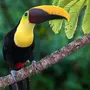 Тропические птицы с названиями