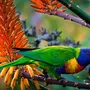 Тропические Птицы С Названиями