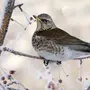 Птицы самарской области с названиями