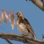 Птицы Самарской Области С Названиями
