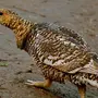 Птицы капалухи