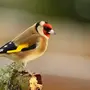 Птица щёголь