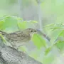 Птицы омской области