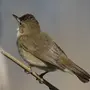Птицы Омской Области