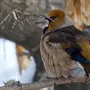Птицы омской области