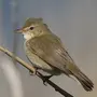 Птицы Омской Области