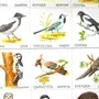 Птицы картинки для детей