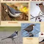 Птицы Курганской Области