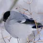 Птицы курганской области
