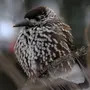 Птицы курганской области