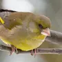 Зеленушка птица самка и самец