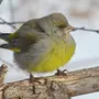 Зеленушка Птица Самка И Самец