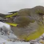 Зеленушка птица самка и самец